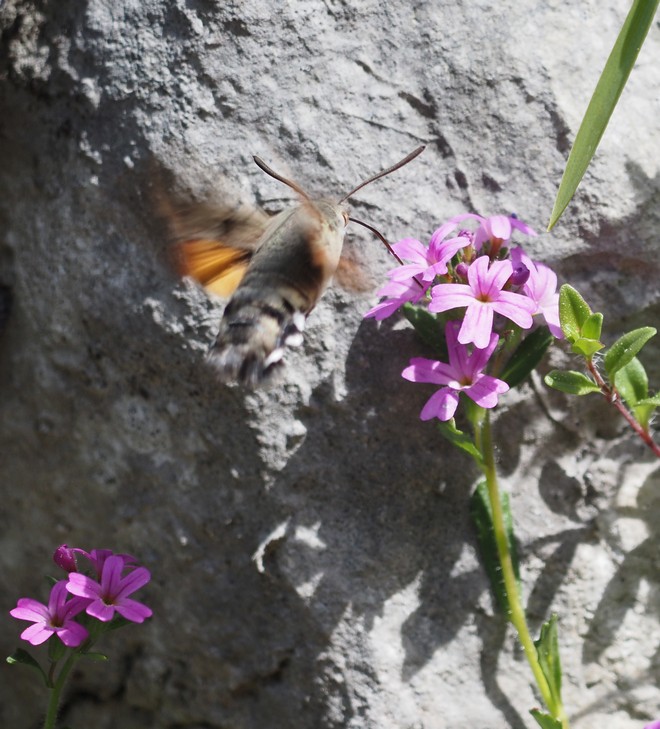 2025-05-Sure/04petit.jpg